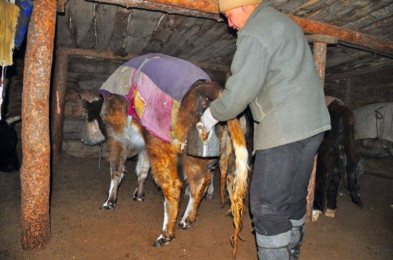 Mongolie